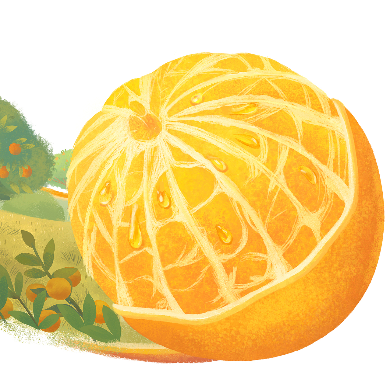 橙子包装插画