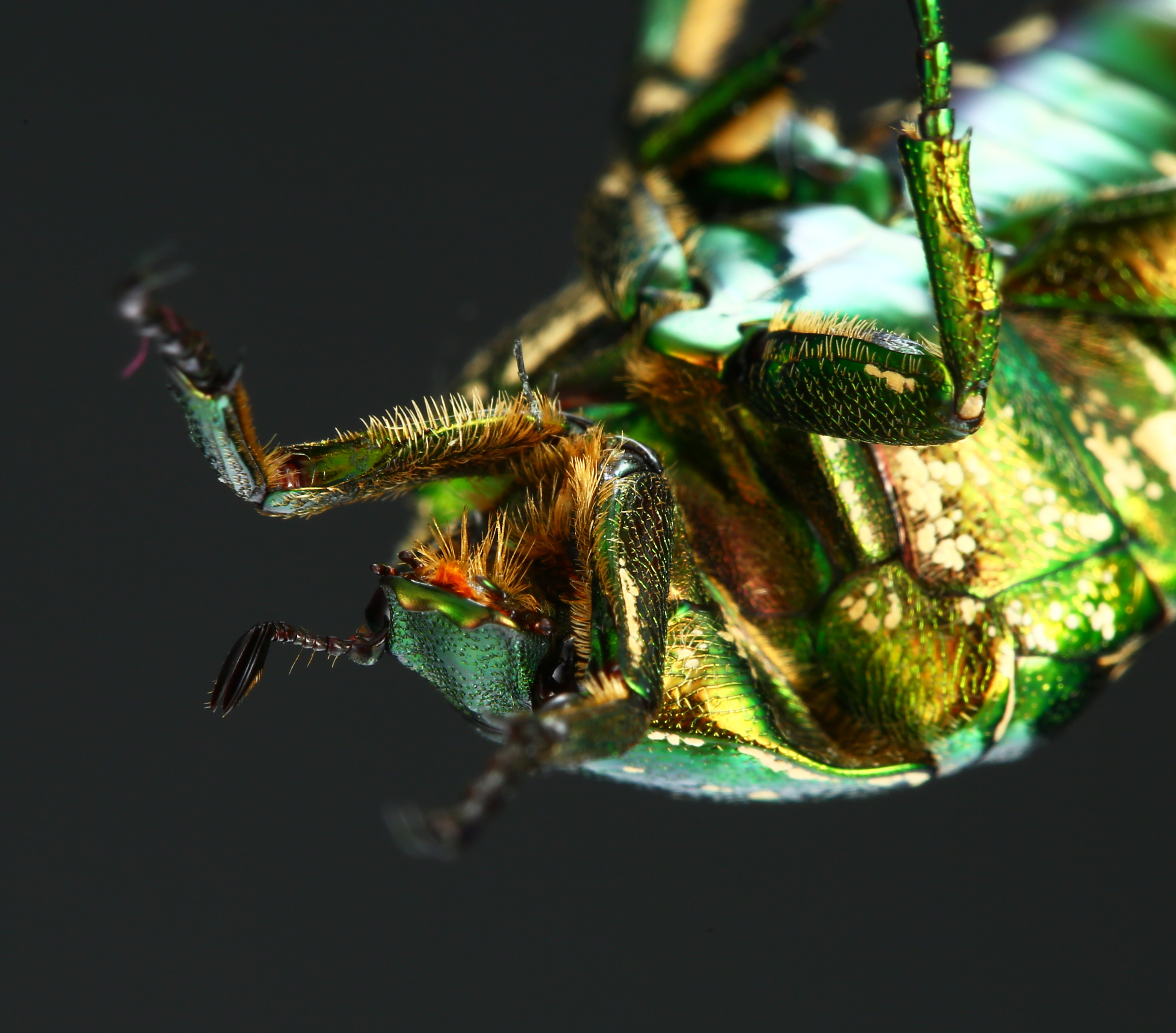 甲虫 昆虫 特写 - Pixabay上的免费照片 - Pixabay