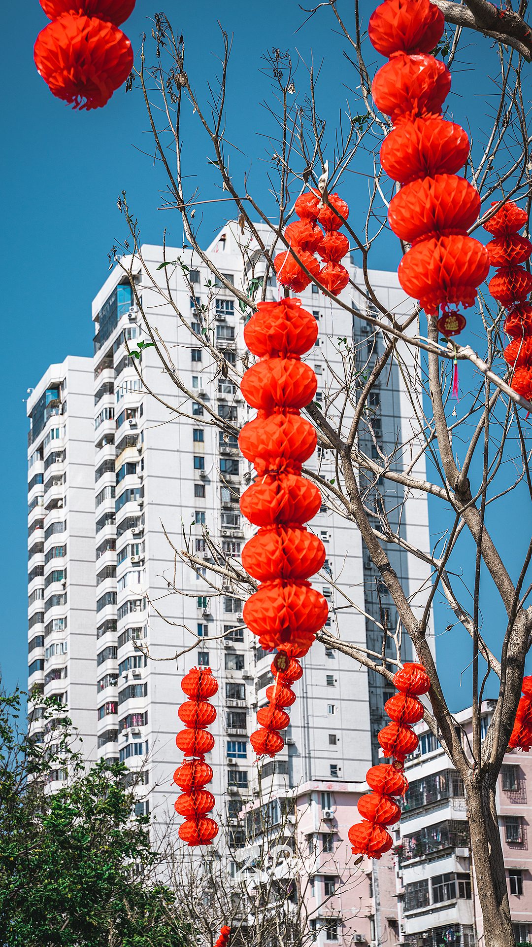 就地过年丨深圳的春节