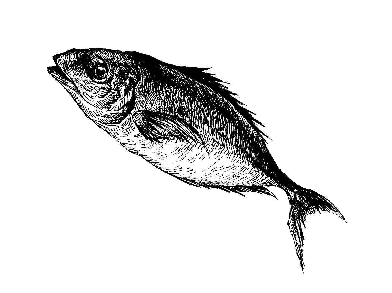 鱼正面插画图片