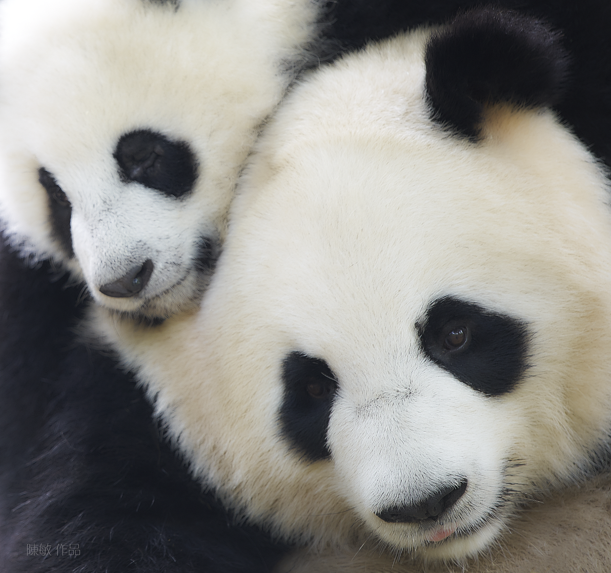 憨态可掬的国宝大熊猫高清可爱动物图片_配图网