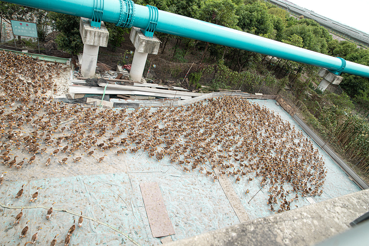 一堆鸭鸭（图ZMjc0NjE0MTg0） - 风光摄影 - 站酷设计师不吃紫菜原创素材 - 站酷ZCOOL