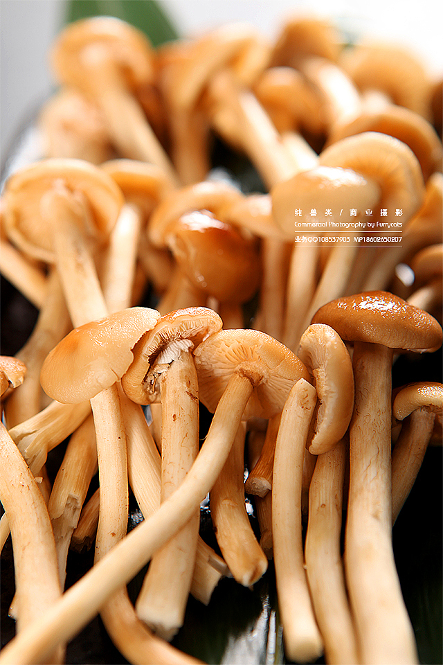 和风火锅，和牛蔬菜对对碰！（图ZMTIwOTUzMjQ=） - 产品摄影 - 站酷设计师美食摄影师蒋涛原创素材 - 站酷ZCOOL
