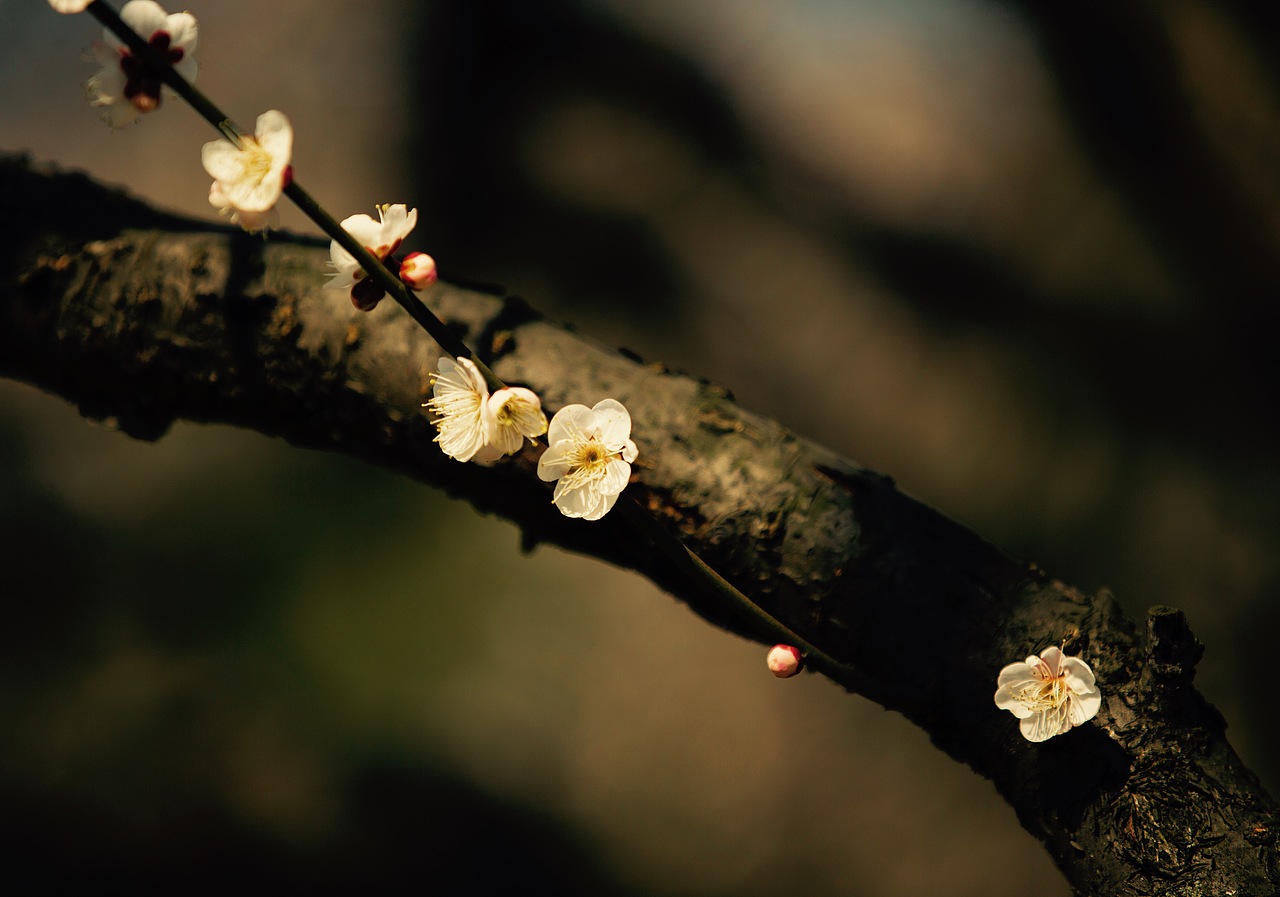 南京中山陵梅花山一游