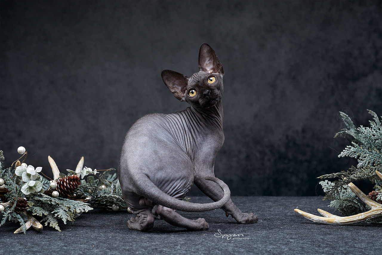 斯芬克斯无毛猫
