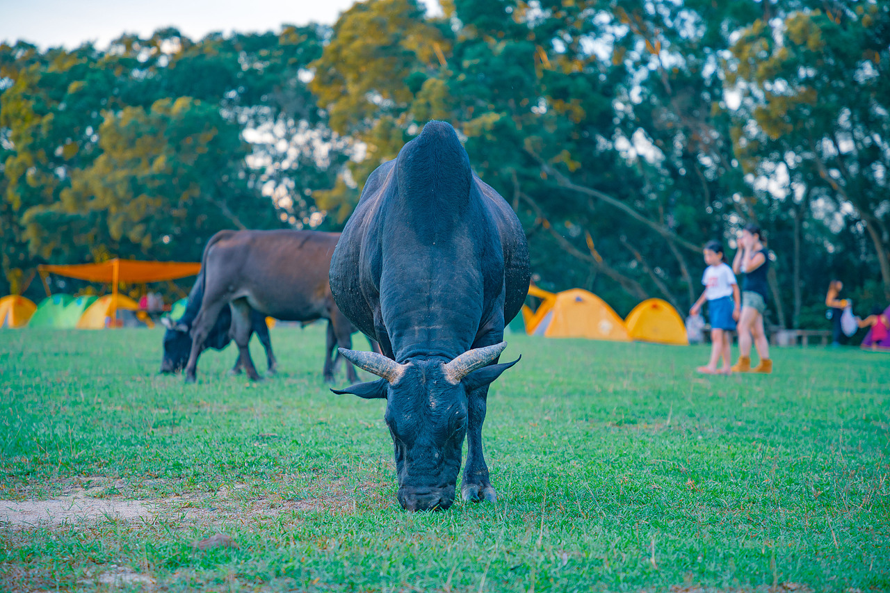 香港湾仔南营地及周边02