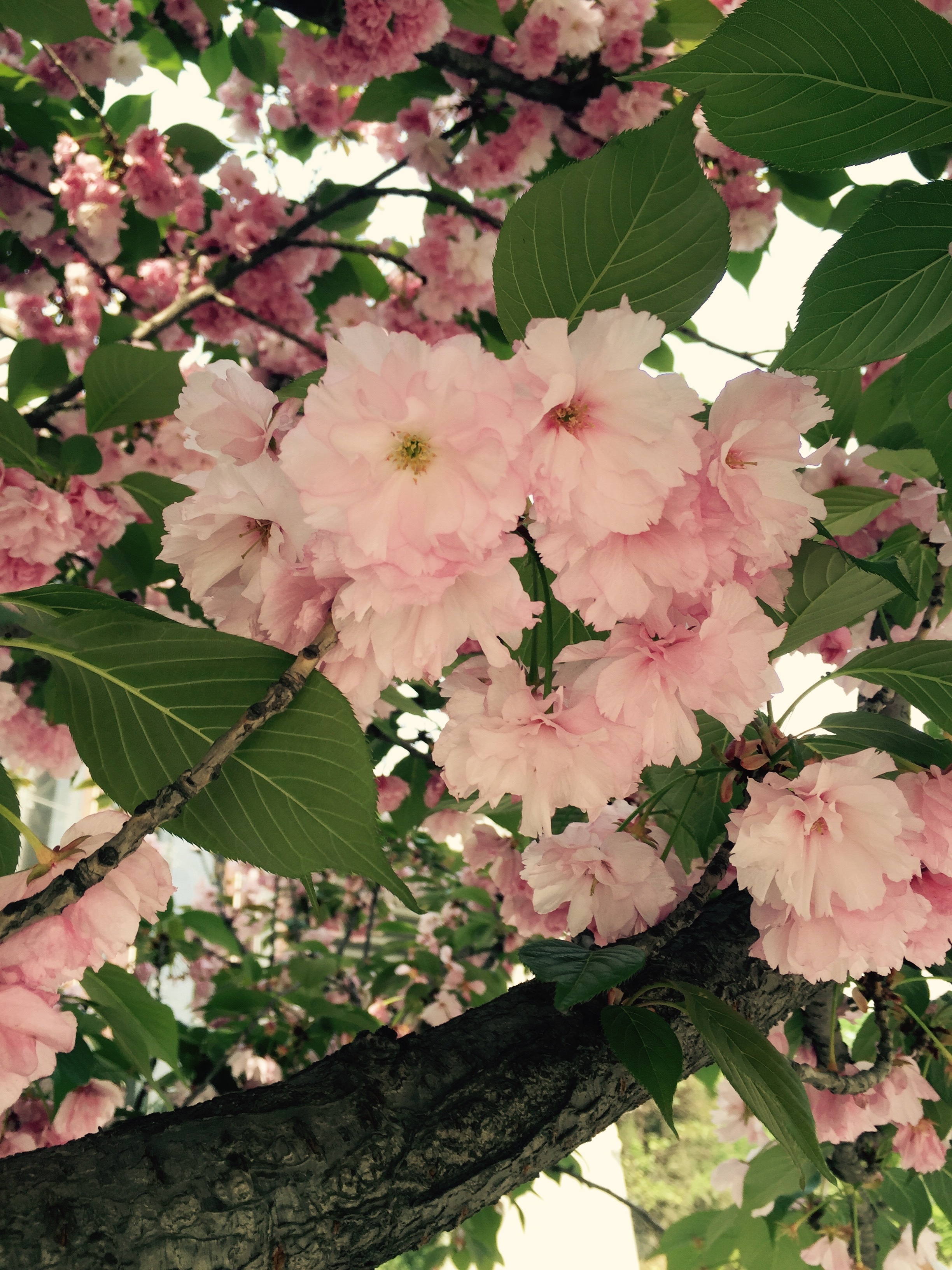 戴嘉瑋的個(gè)人主頁（封面預(yù)覽） - 主頁封面設(shè)置 - 站酷設(shè)計(jì)師戴嘉瑋原創(chuàng)素材 - 站酷ZCOOL