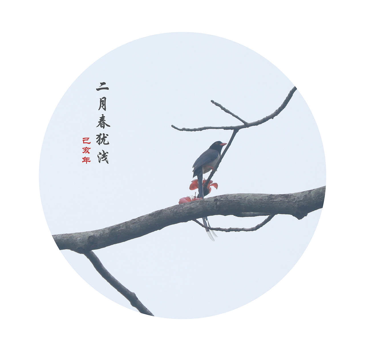 梳翎刷羽立高柯，不落人间小风罗（图ZMTQ2NTUzOTE2） - 宠物摄影 - 站酷设计师秋秋620原创素材 - 站酷ZCOOL