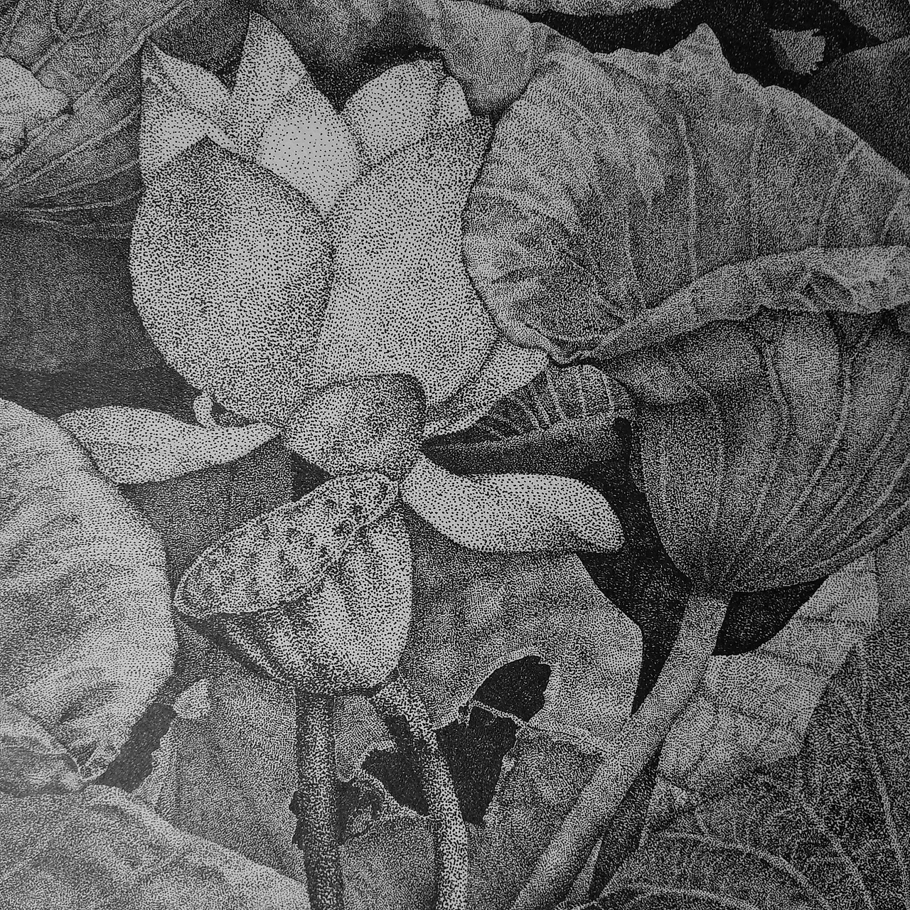 点绘荷花|插画|创作习作|哑铃阿婆_原创作品-站酷zcool