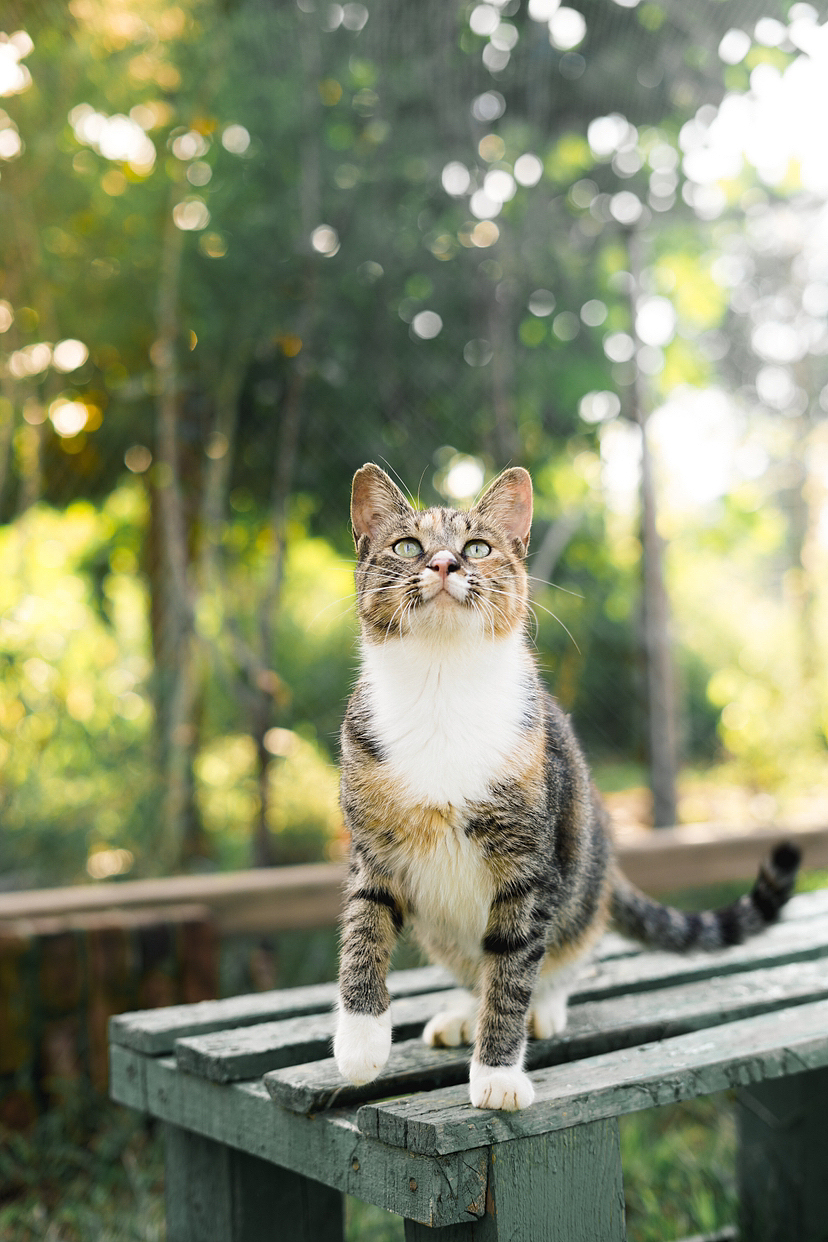 一组流浪猫影像合集（图ZMzI2NDEyNzA0） - 宠物摄影 - 站酷设计师爱拍猫的锅仔原创素材 - 站酷ZCOOL