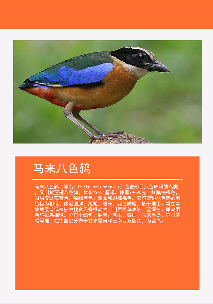 鸟类画册2（图ZMTMzMDg0NjQ0） - 书籍/画册 - 站酷设计师浅墨幺幺原创素材 - 站酷ZCOOL