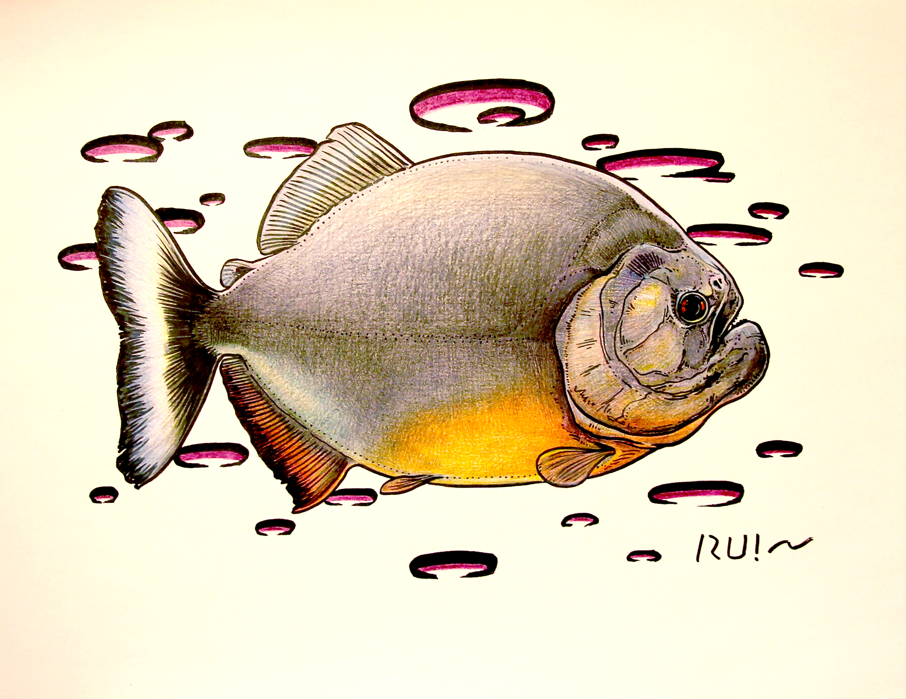 红腹食人鱼简笔画图片