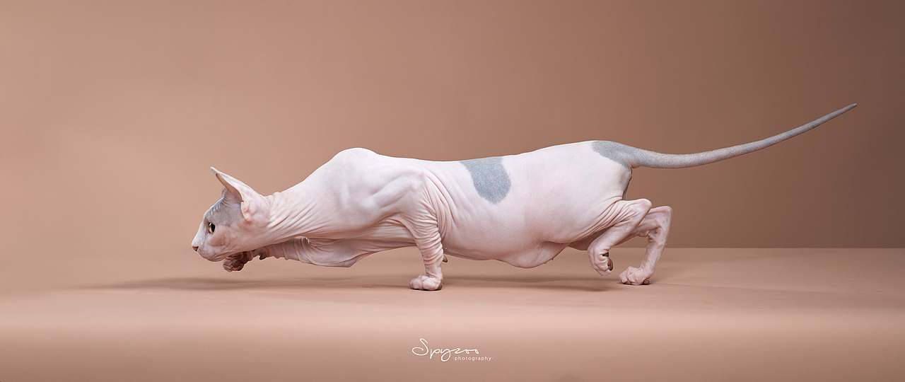 斯芬克斯无毛猫（图ZMjcyNDgxODQ4） - 宠物摄影 - 站酷设计师spyzoo原创素材 - 站酷ZCOOL