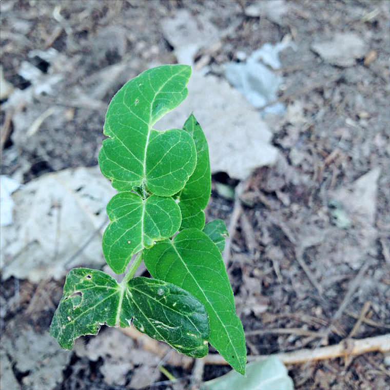 【手机摄影】-13年片段（图ZMTk5NjA2Njg=） - 其他摄影 - 站酷设计师早安王小花原创素材 - 站酷ZCOOL