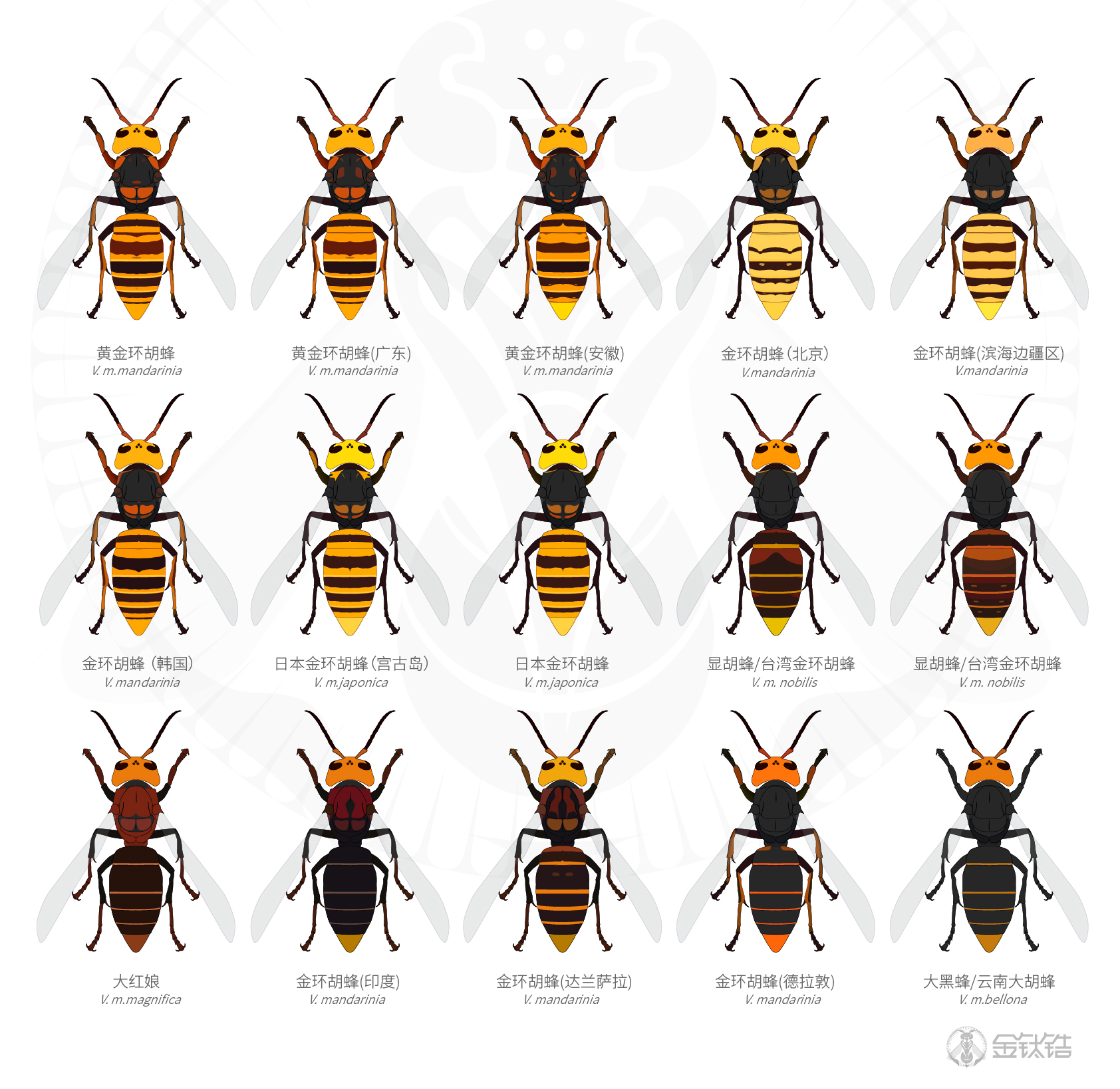 蜂种类图片及名称图片