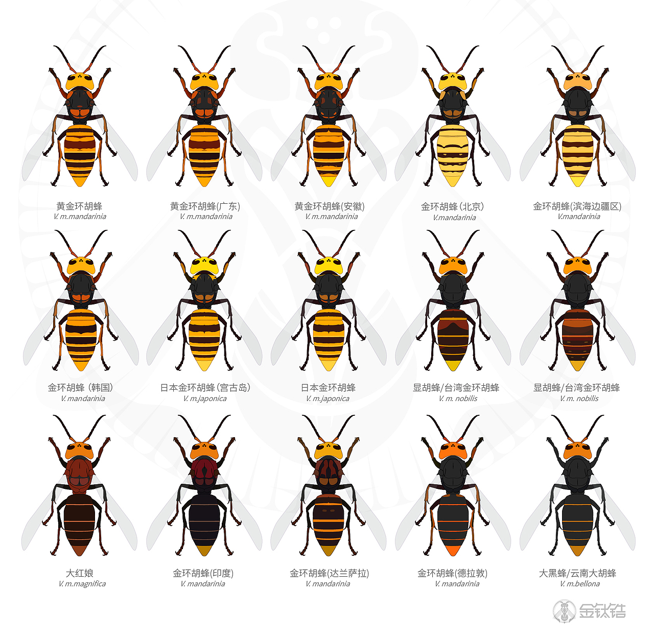 常见胡蜂,马蜂色型,车政大帝,墨等等,金钛锆