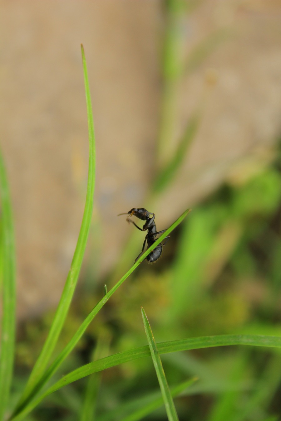 拍这只小蚂蚁跑的有点快我就抓了它一下,它好像有点小受伤对不起啊.