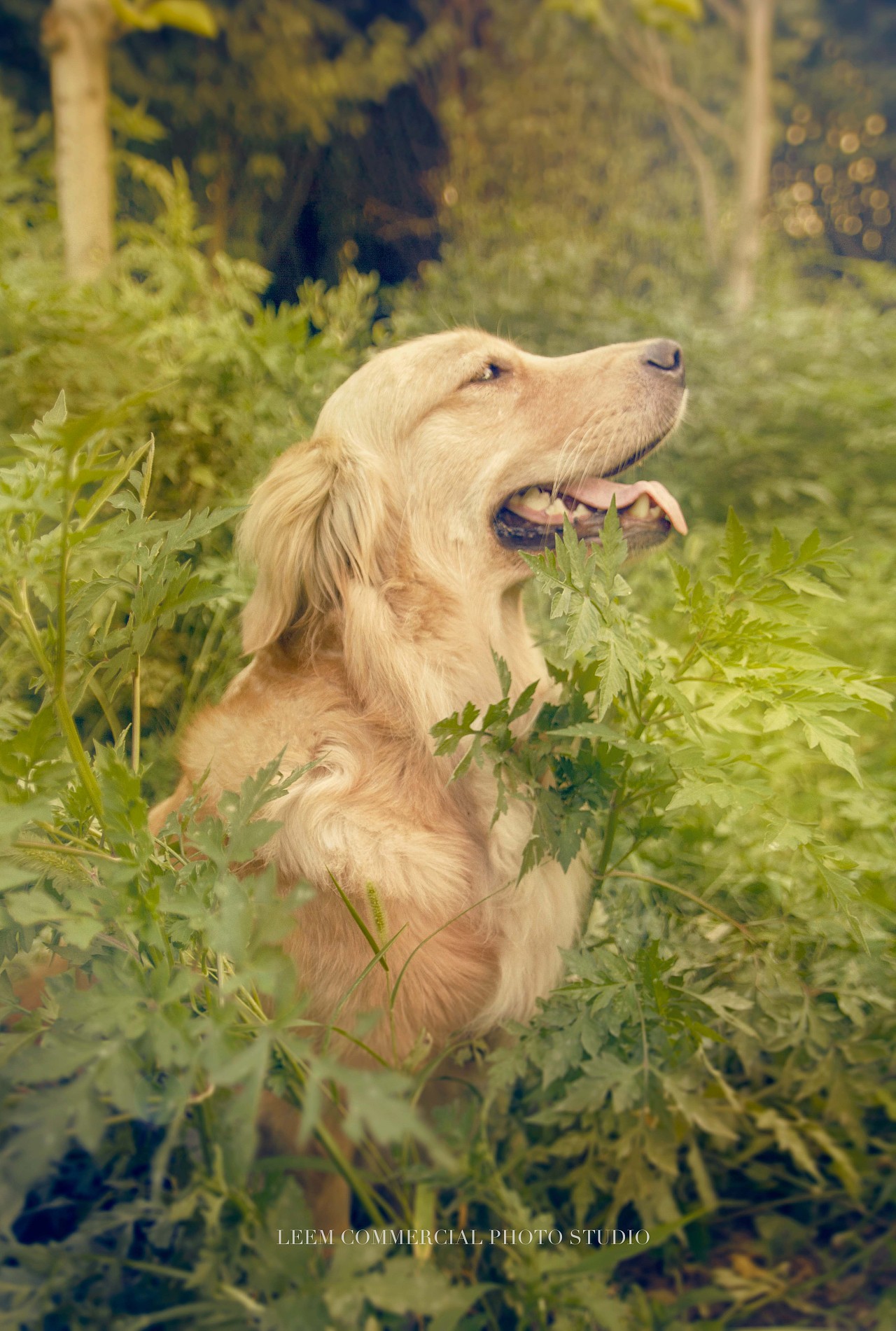 宠物摄影——金毛是如何养成二哈的