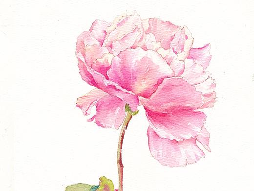 水彩花卉插画
