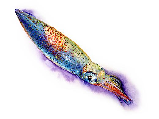 水彩海洋生物