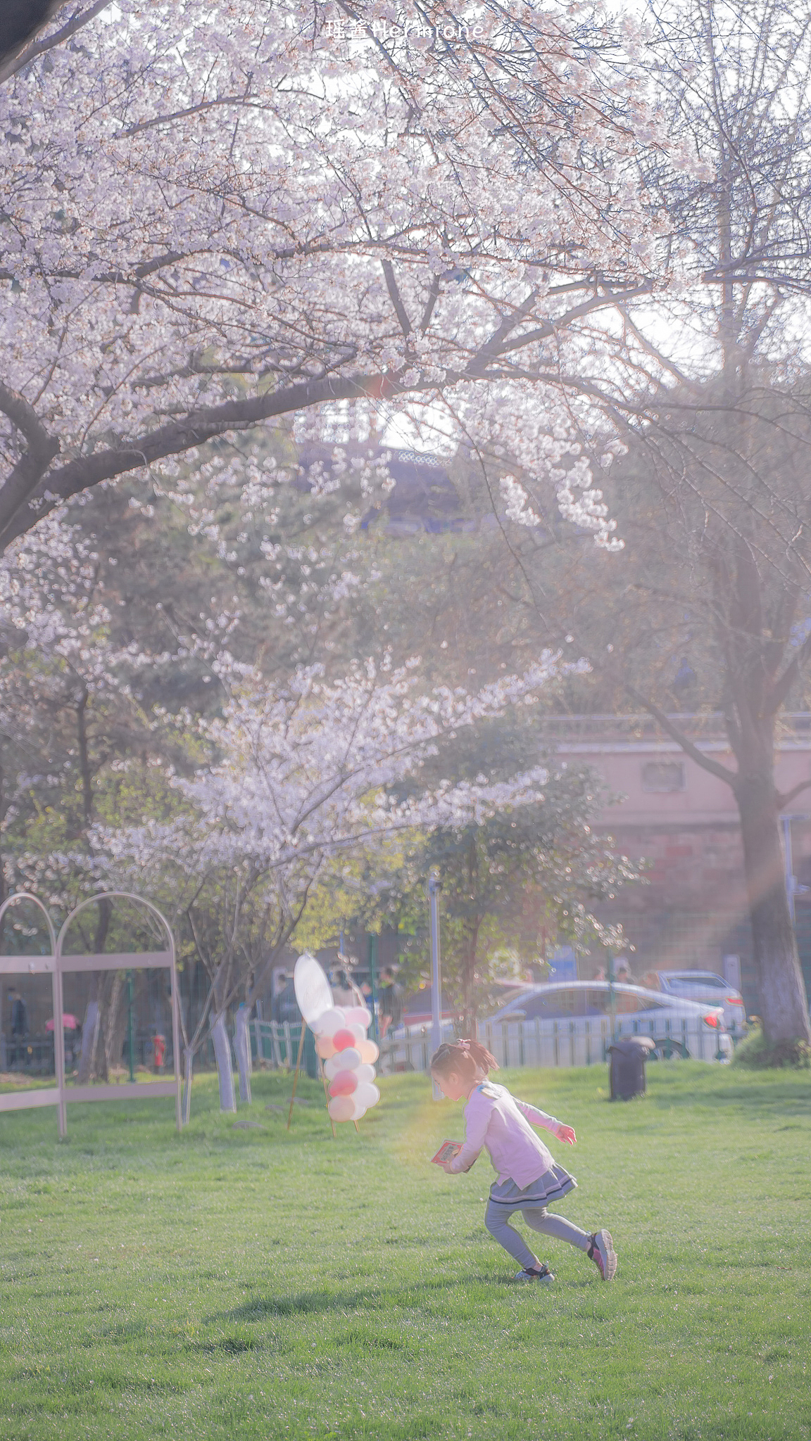 没有一个春天不会到来 | 时隔一年，武大樱花如约而至（图ZMjQ3MzgxMTcy） - 人文/纪实摄影 - 站酷设计师瑶酱Hermione原创素材 - 站酷ZCOOL
