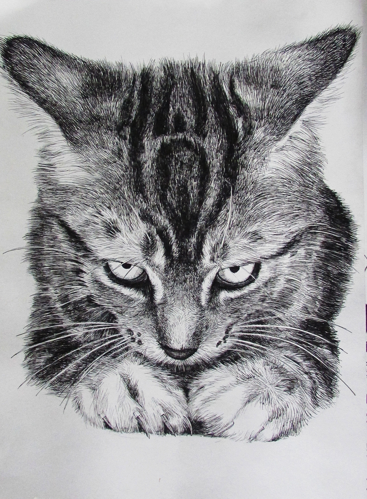 猫咪（图ZODY2MTg5NTI=） - 绘画 - 站酷设计师xty81原创素材 - 站酷ZCOOL