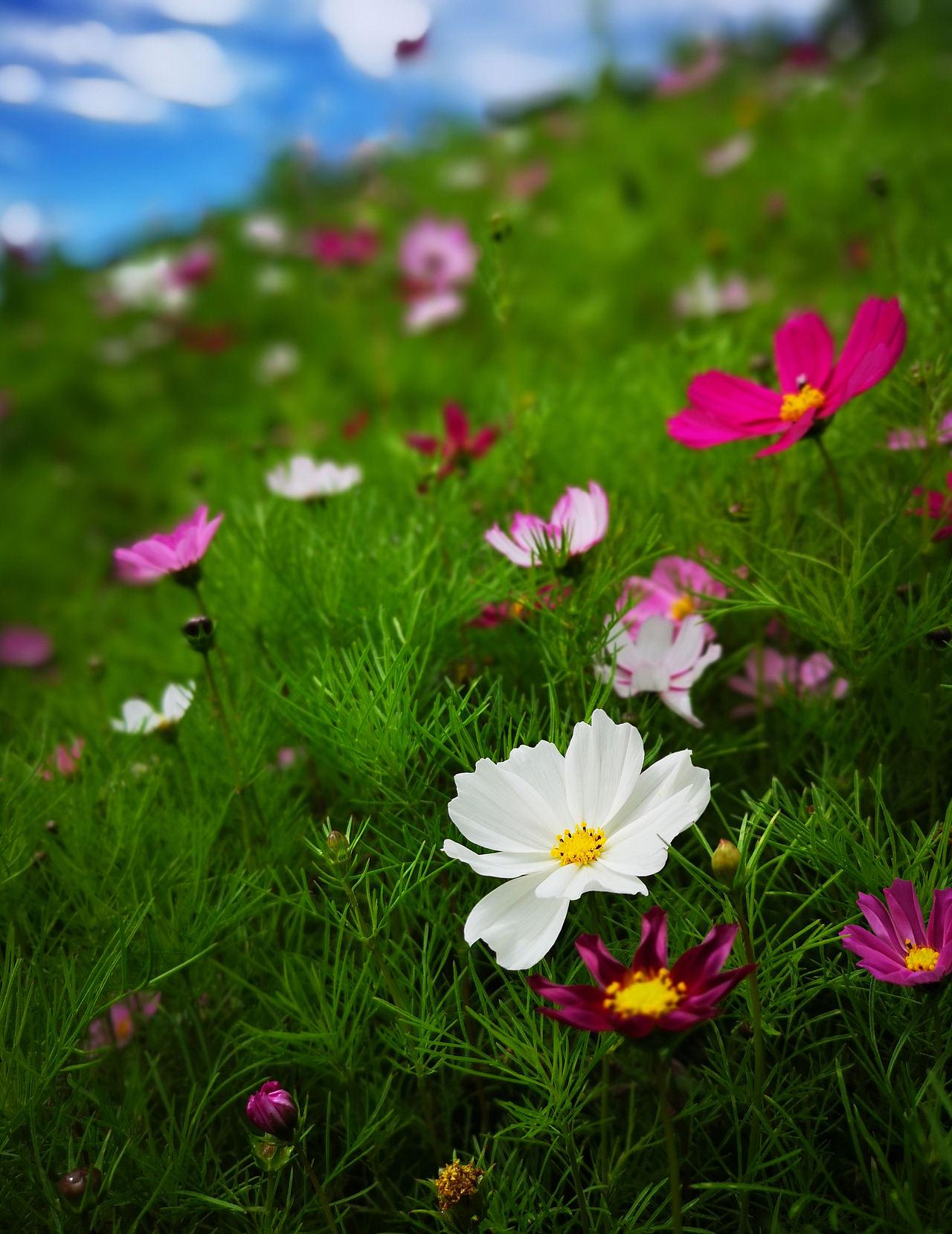 格桑花开