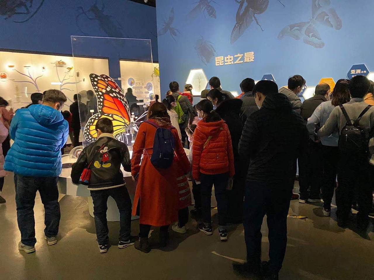 《虫.逢》世界珍稀昆虫标本展——落地展现总结(图ZMjQxOTMyMzY0) - 家装设计 - 站酷设计师画画的空间设计师原创素材 - 站酷ZCOOL