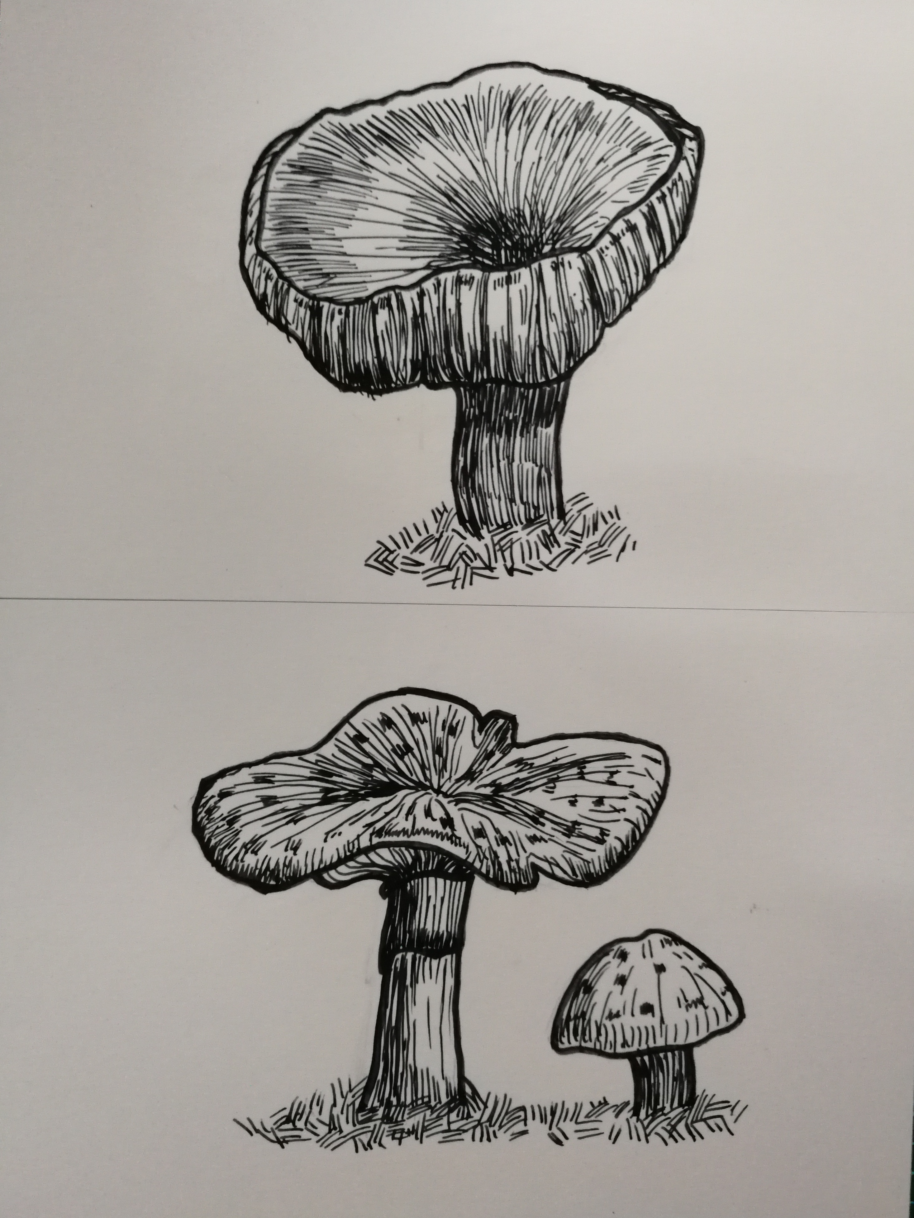 一些蘑菇手绘