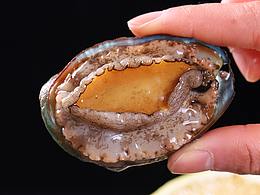 鲍鱼