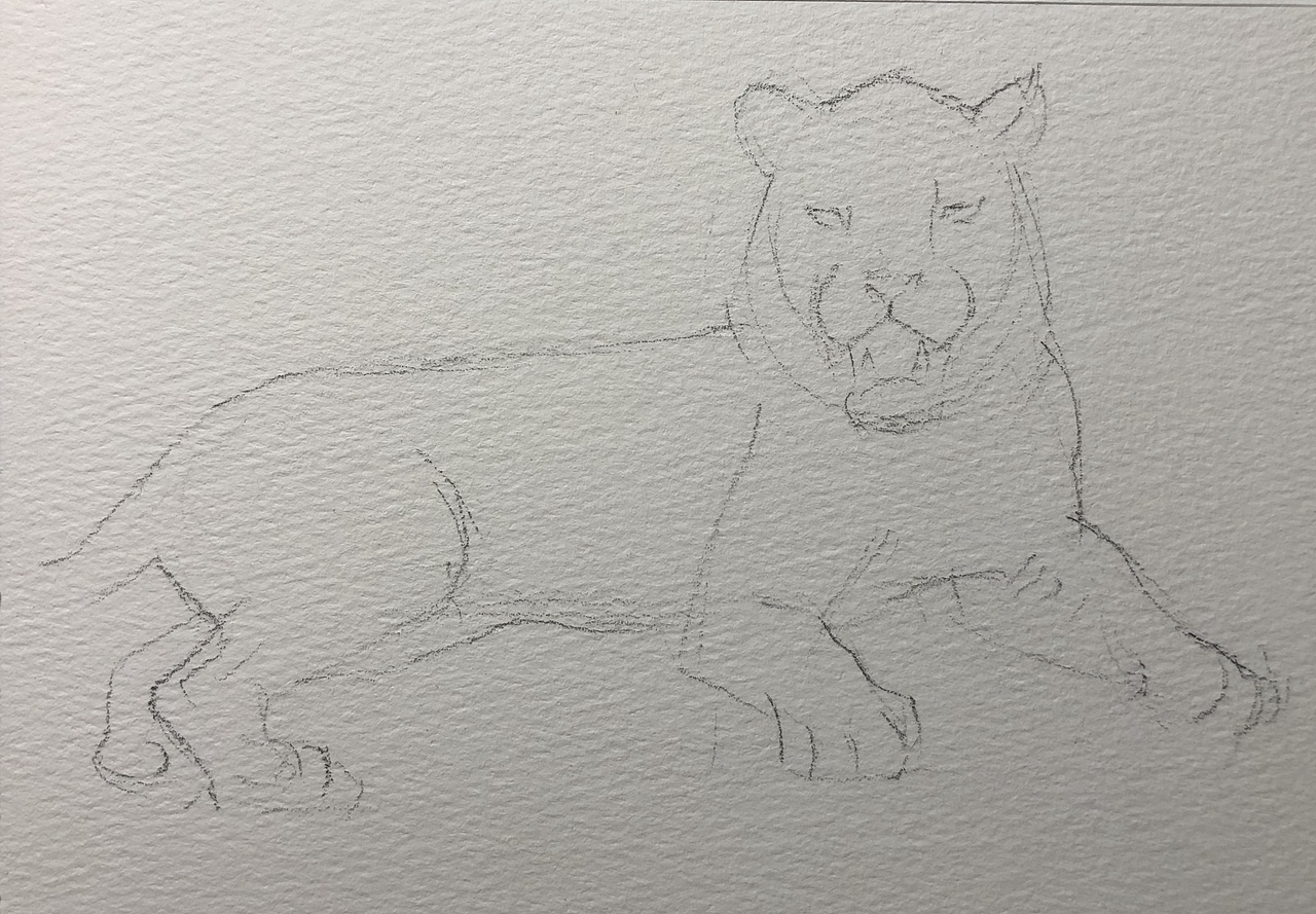 水彩画——白虎绘画步骤