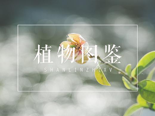 植物图鉴（三）│ 桃李春风一杯酒 江湖夜雨十年灯