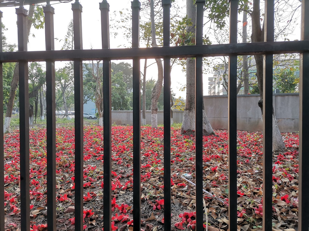 春天木棉花生机落花满地