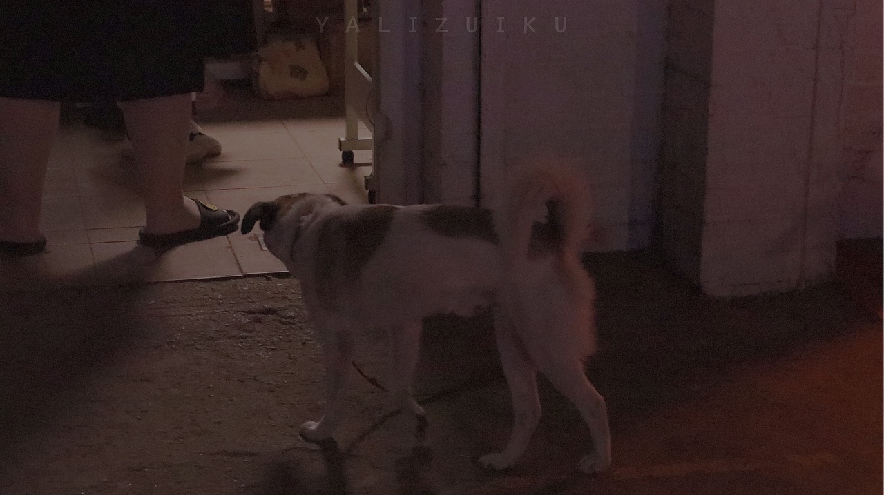 好喜欢人间定格.