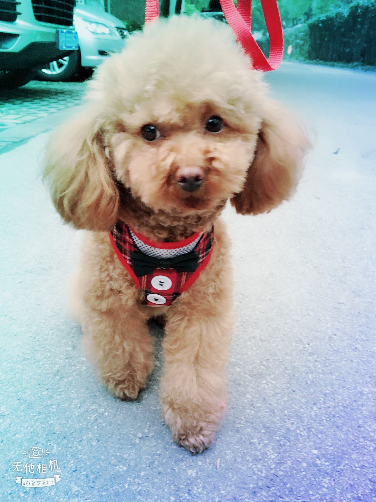 白巧克力（图ZMTA3ODgzNzEy） - 宠物摄影 - 站酷设计师二分之一白原创素材 - 站酷ZCOOL