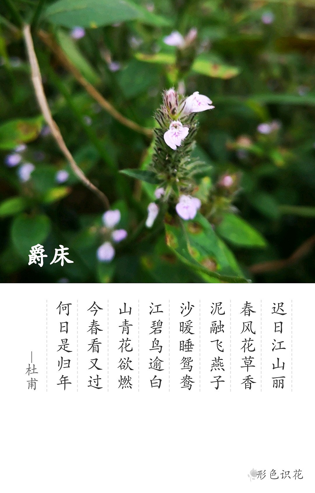 绿植花型一览（图ZMTM2MDM4ODQ4） - 产品摄影 - 站酷设计师左I可原创素材 - 站酷ZCOOL