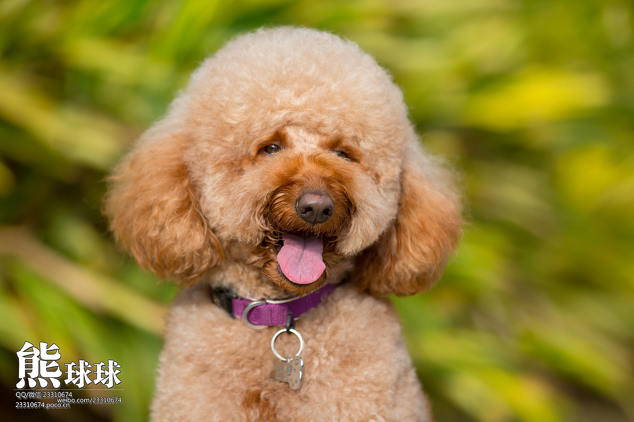 咱家的巨贵酱酱（图ZMjMxODk5ODQ=） - 宠物摄影 - 站酷设计师熊球球原创素材 - 站酷ZCOOL