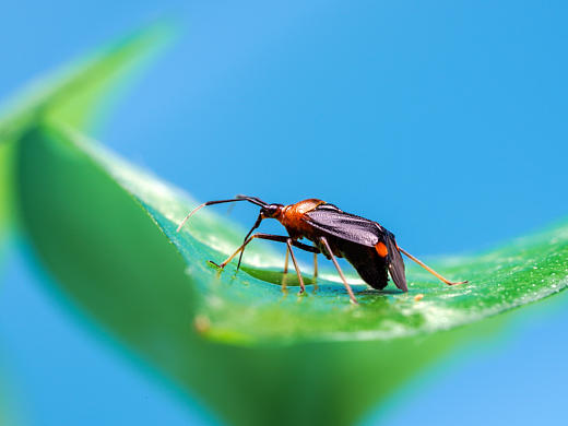 夏日-時令小蟲微距（個人主頁-ZNTI5MjYxNDA=） - 寵物攝影 - 站酷設(shè)計師蟲肉肉原創(chuàng)素材 - 站酷ZCOOL