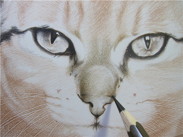 纸上彩铅--《猫爸与猫仔》纸张测试 随录