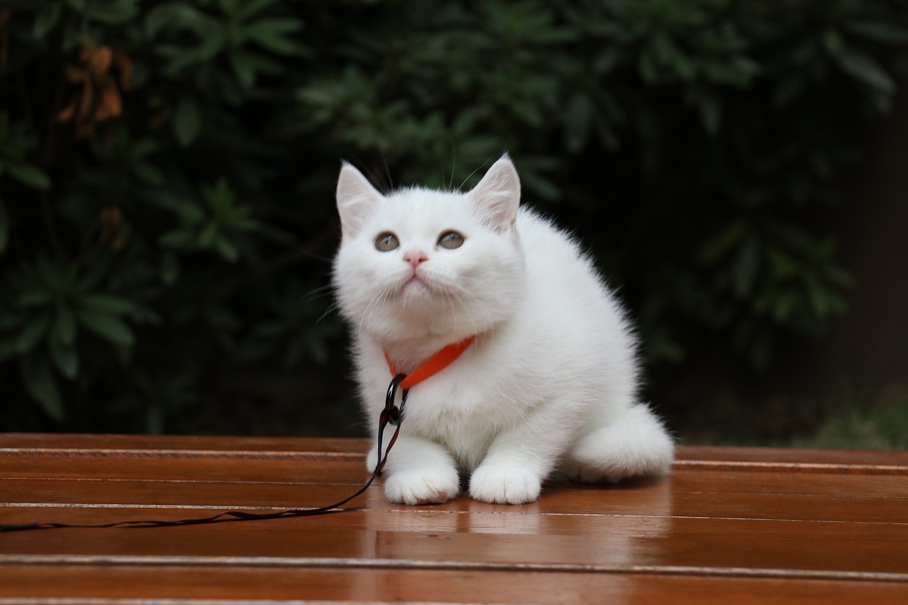 195英短纯白公全身白纯种白猫英短