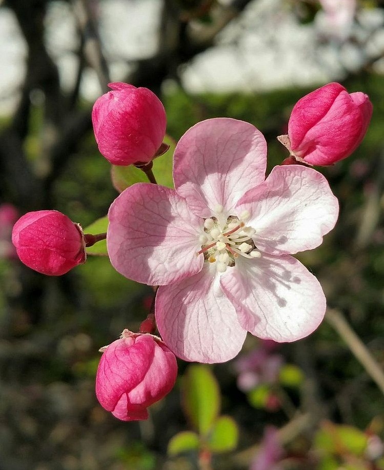 《同儿辈赋未开海棠》
金·元好问<br>枝间新绿一重重,小蕾深藏数点红。<br>爱惜芳心莫轻吐,且教桃李闹春风。<br>(材料力学实验室旁)