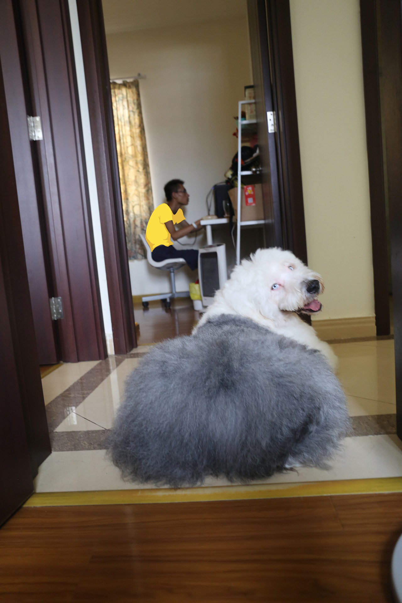 他五岁了（图ZNjUwMjMxMzY=） - 宠物摄影 - 站酷设计师芥末小E原创素材 - 站酷ZCOOL