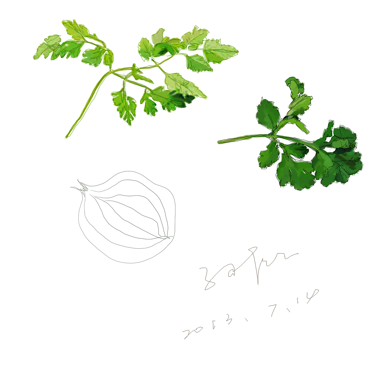 菜叶子,手绘风格,随笔插画。