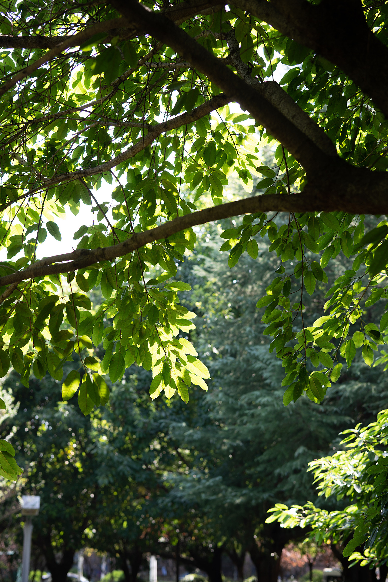 【扫街人文】宜昌西坝公园