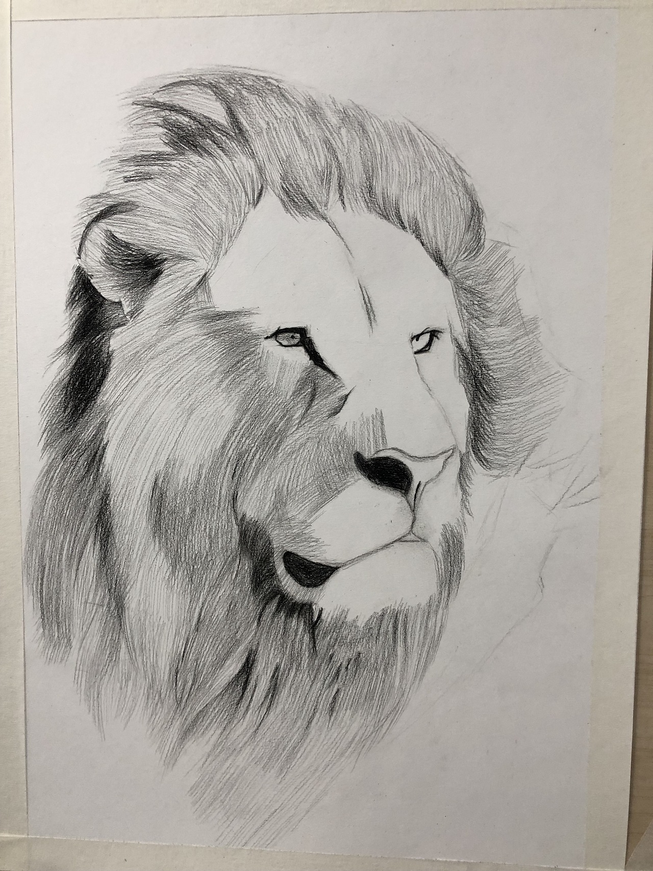 素描临摹狮子