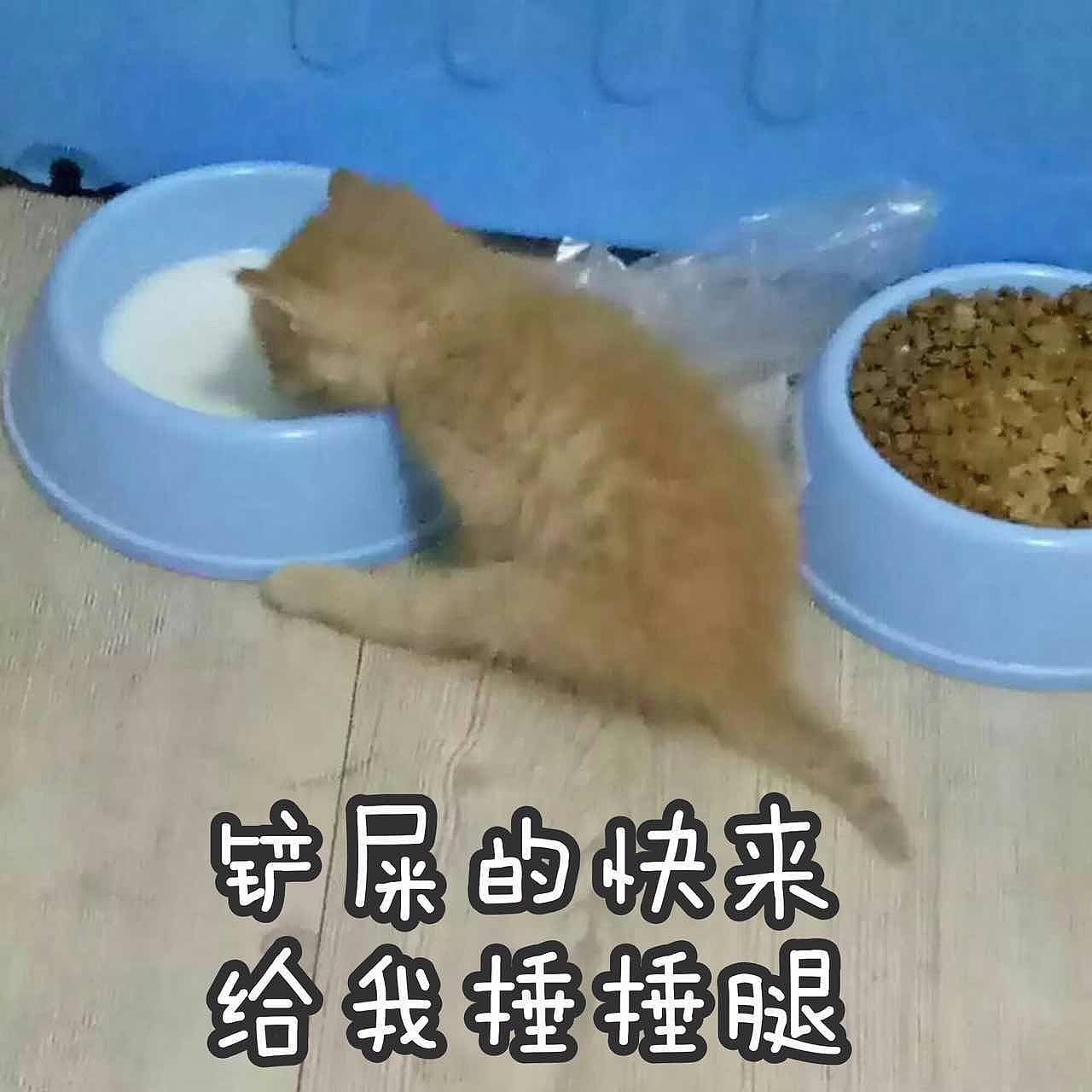 菜刀眼黄豆芽的日常（图ZODEwMzc0MDg=） - 宠物摄影 - 站酷设计师violasean原创素材 - 站酷ZCOOL