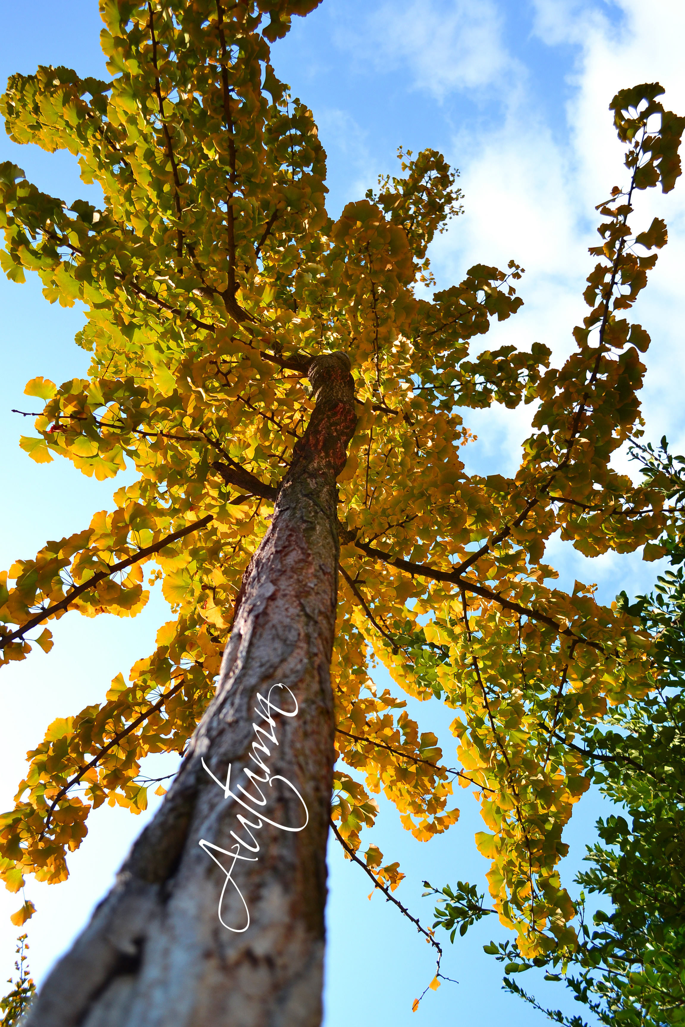 青岛八大关的秋天
