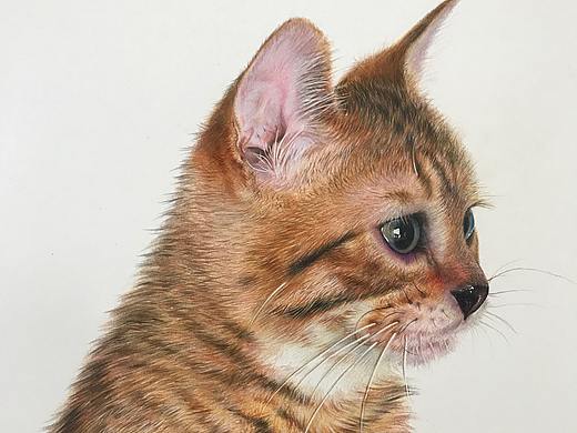 彩铅动物-猫