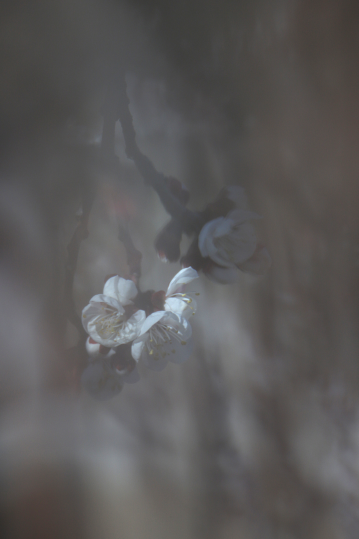 悄然而至的春天