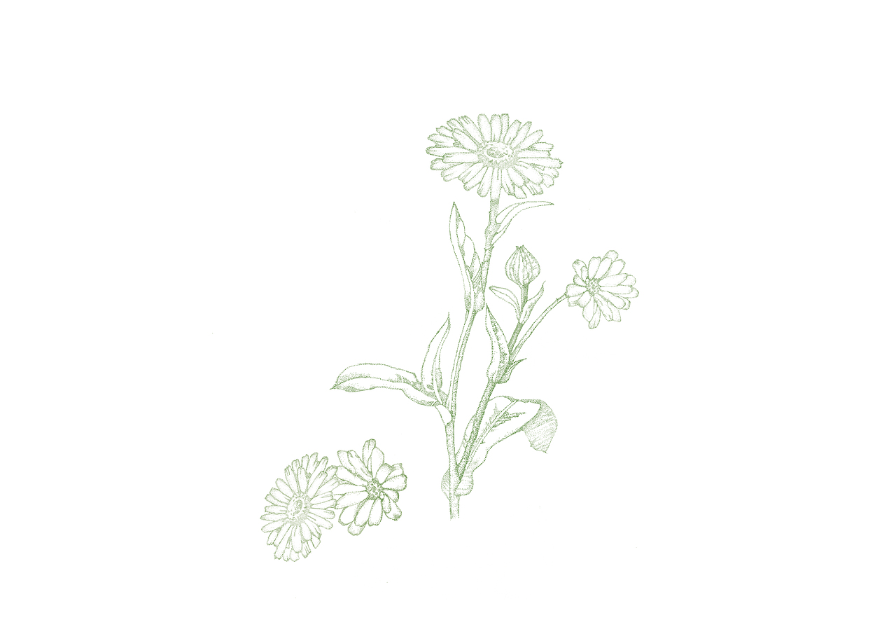 药材插画-点画